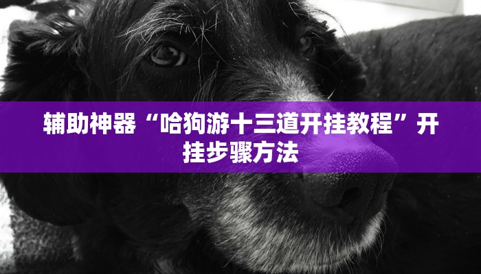 辅助神器“哈狗游十三道开挂教程”开挂步骤方法